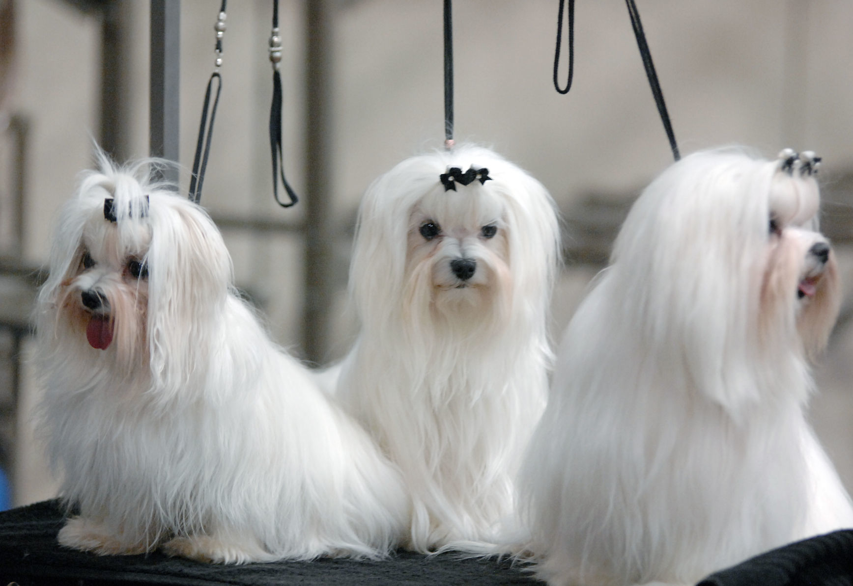 dog show